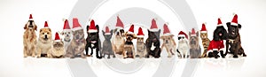 Cute group of christmas cats and dogs of different breeds