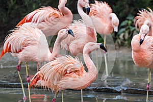 cute group of flamingos with its pastel colors