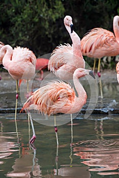 cute group of flamingos with its pastel colors