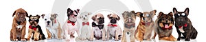 Cute group of happy dogs wearing sunglasses and bowties