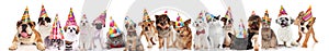 Cute group of many cats and dogs ready for party