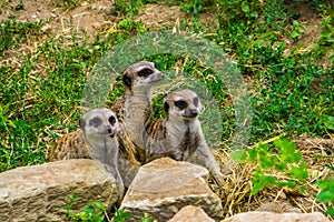 Cute group of meerkats sitting together, tropical animal specie from Africa