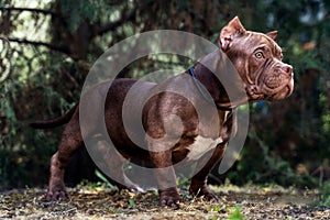 Cute grown puppy of American Bully breed, with strong body and serious face expression, of brown color, standing on green trees ba