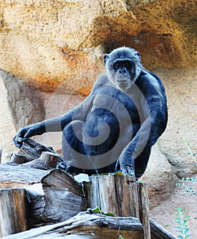 A cute grown up ape sitting on a stump