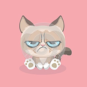 Cute grumpy cat.