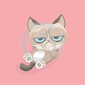 Cute grumpy cat.