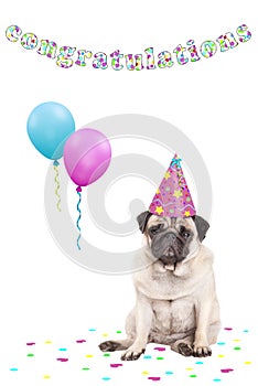 Cute grumpy faced pug puppy dog with party hat, balloons, confetti and text congratulations, on white background