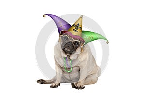 Cute grumpy Mardi gras carnival pug puppy dog sitting down with harlequin jester hat