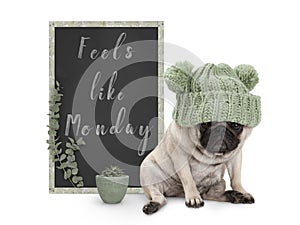Cute grumpy pug puppy dog with bad monday morning mood, sitting next to blackboard sign with text feels like monday