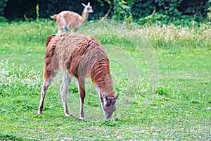 Cute Guanaco or Lama guanicoe eats green grass