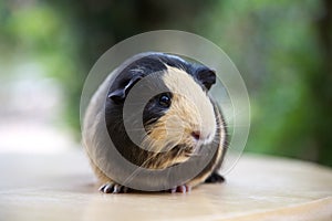 Cute guinea pig