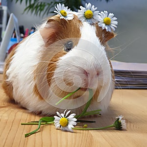 Cute guinea pig animal with daisies flowers