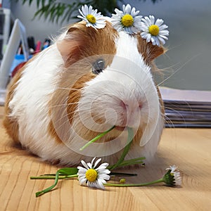 Cute guinea pig animal with daisies flowers photo