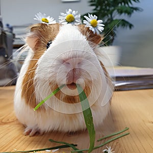 Cute guinea pig animal with daisies flowers photo