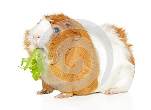 Cute Guinea pig chewing salad