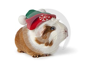 Cute guinea pig with christmas hat