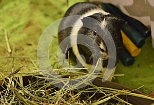 Cute Guinea Pig Eating Hay Grass Food in Home Cage PlayPen