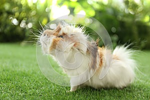 Cute guinea pig on grass in park