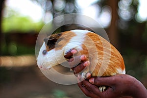 Cute guinea pig in hand colorful guineapig close up