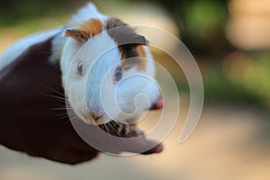 Cute guinea pig in hand colorful guineapig close up