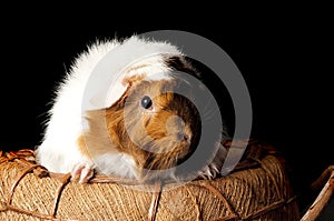 Cute Guinea Pig looking out of basket