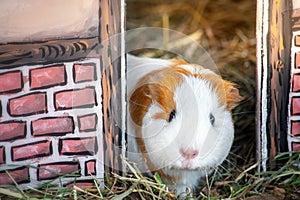 Cute guinea pig peeking out from its little house