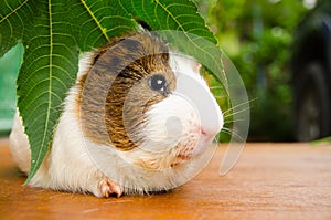 Cute guinea pig two tone color with green leaf on wood floor at out door.