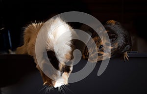 Cute Guinea Pigs closeup