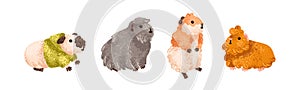 Cute guinea pigs set. Adorable funny fluffy rodent pets. Sweet amusing little cavies, baby animals. Kawaii lovely comic