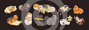 Cute guinea pigs set. Funny baby rodents, small pets. Kawaii adorable home animals. Happy comic sweet cavies eating