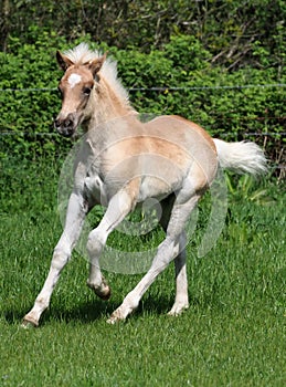 Cute Haflinger Foal