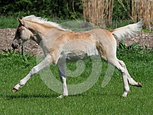 Cute Haflinger Foal