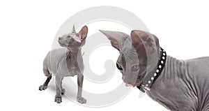 Cute hairless sphinx cat isolated on white