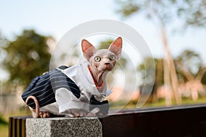 Cute hairless Sphynx cat in suit sit on bench in park alone