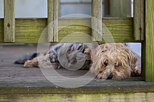 Cute hairy dog laying on the porch