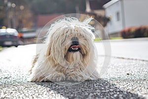 Cute hairy dog laying on the street