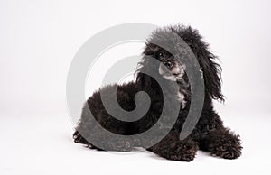 Cute hairy dog laying on a white surface