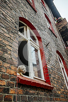 Cute hairy dog sticking out of the window in brick tenant house in Nikiszowiec, Katowice, Poland