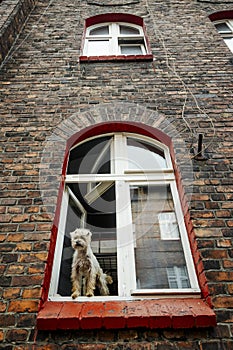 Cute hairy dog sticking out of the window in brick tenant house in Nikiszowiec, Katowice, Poland