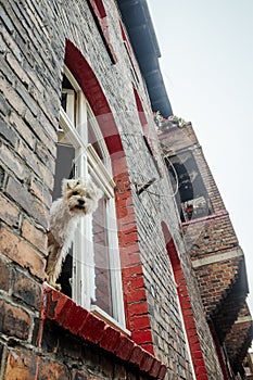 Cute hairy dog sticking out of the window in brick tenant house in Nikiszowiec, Katowice, Poland