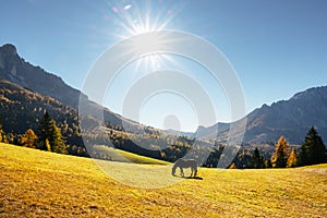 Cute hairy horse in an autumn meadow in the Dolomite Alps