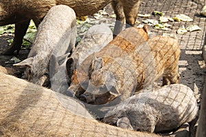 Mangalica piglets suckling from their mother