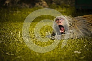 Cute hairy monkey opens his mouth for a big yawn