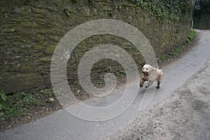 Cute hairy running cockapoo dog: fast, speedy leap down a country road
