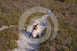 Cute hairy sandy coloured apricot / blonde dog carrying a big stick