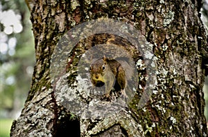 Cute and hairy Sciuridae on tree trunk