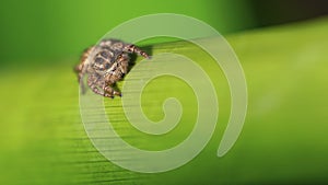 cute hairy spider climbing a green rod macro photography. this small arachnid is a dreadful predator who can jump 