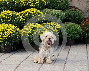 Cute hairy terrier mix dog sitting yawning on the pavement