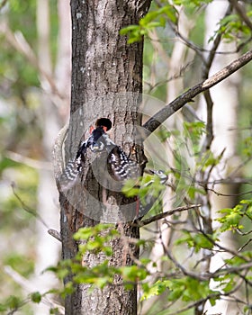 Cute hairy woodpecker feeding the baby woodpecker with insects