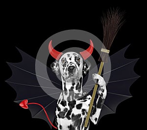 Cute halloween dog in bat devil costume with broom - isolated on black